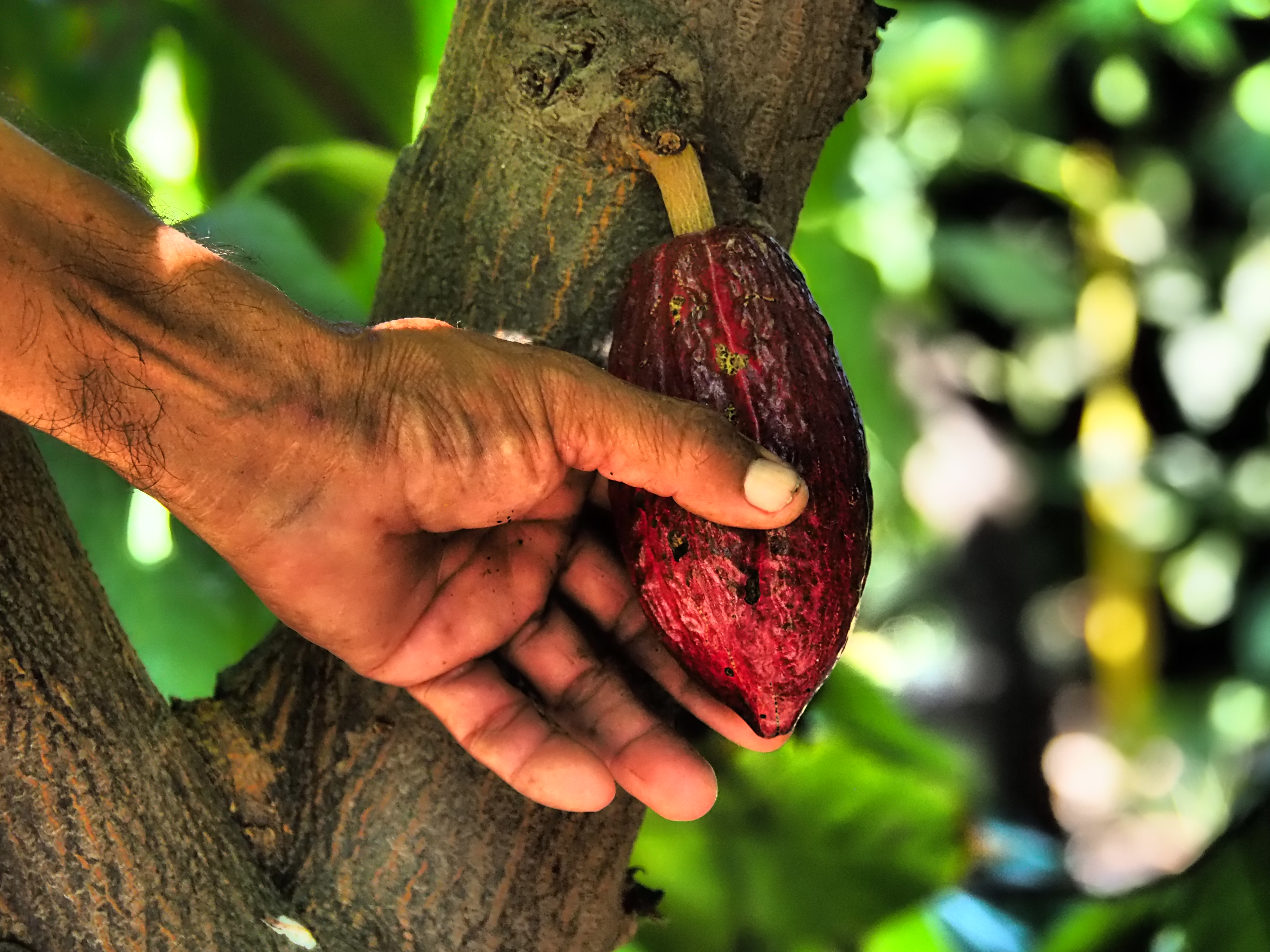 Main d’un planteur tenant une cabosse de cacao rouge sur l’arbre